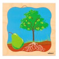 Growth puzzle - pear